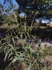 Helianthus salicifolius