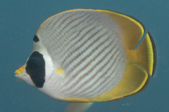 Chaetodon adiergastos