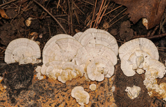 Trametes lactinea