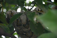 Malayopython reticulatus