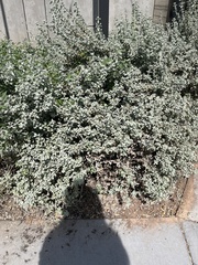 Tidestromia lanuginosa