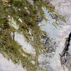 Orthothecium rufescens