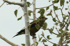 Coccothraustes vespertinus