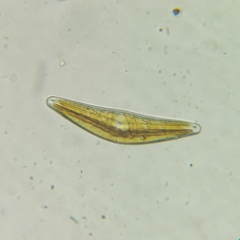 Cymbella