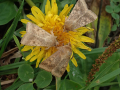 Helicoverpa armigera