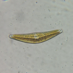 Cymbella