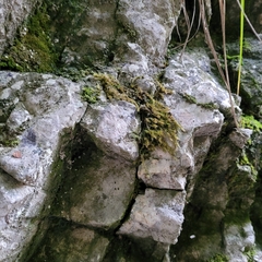 Orthothecium rufescens