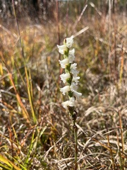 Spiranthes cernua