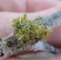 Teloschistes chrysophthalmus