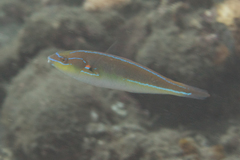 Stethojulis interrupta