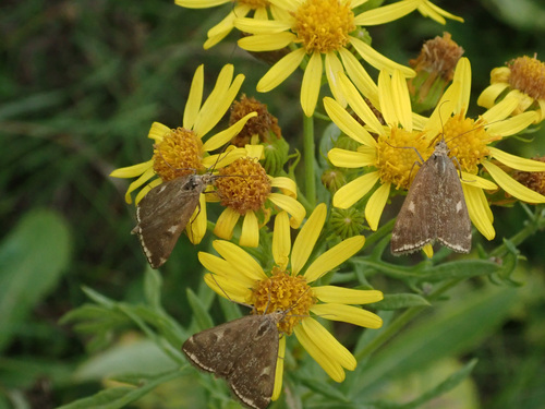 Beet Webworm Moth, Ertil'skiy rayon, Voronezh, Russia, photo 10 of 10