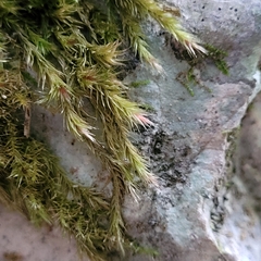 Orthothecium rufescens