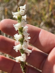 Spiranthes cernua