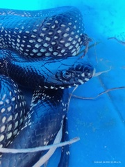 Lampropeltis splendida