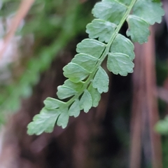 Asplenium viride