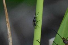Simuliidae