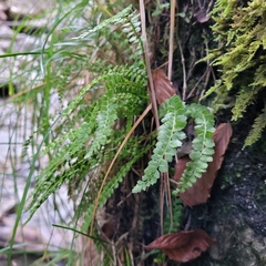 Asplenium viride