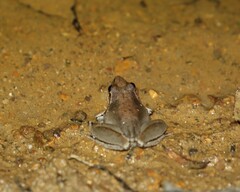 Litoria latopalmata