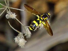 Xanthogramma