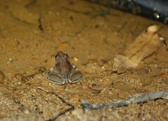 Litoria latopalmata