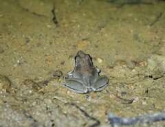 Litoria latopalmata
