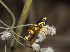 Xanthogramma