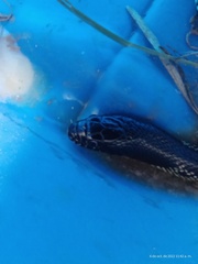 Lampropeltis splendida