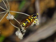 Xanthogramma
