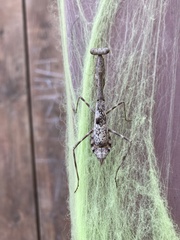 Stagmomantis carolina