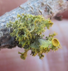 Teloschistes chrysophthalmus