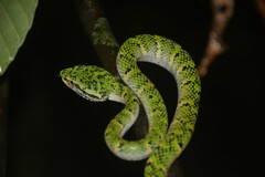 Tropidolaemus wagleri