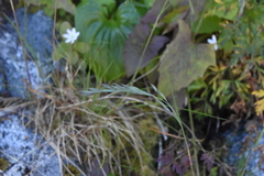 Festuca ammobia