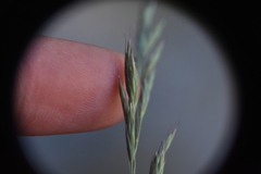 Festuca ammobia