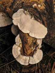 Trametes lactinea