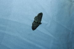 Pasiphila rectangulata