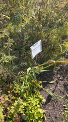 Eryngium yuccifolium