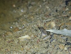 Litoria latopalmata