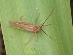 Anabolia