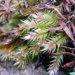 Orthothecium rufescens