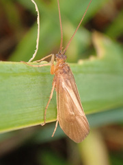 Anabolia