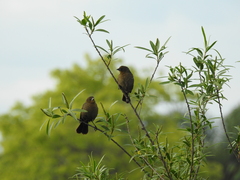 Sapium haematospermum