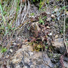 Orthothecium rufescens