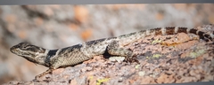 Sceloporus poinsettii