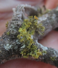 Teloschistes chrysophthalmus