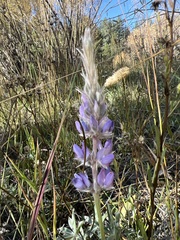 Lupinus lepidus