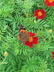 Vanessa vulcania