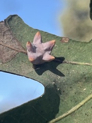 Cynips douglasii