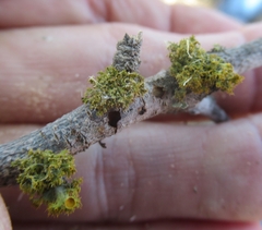 Teloschistes chrysophthalmus