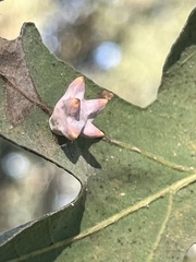 Cynips douglasii