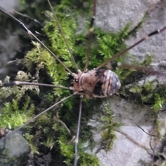 Leiobunum limbatum
